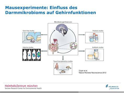 Grafik: Einfluss des Darmmikrobioms auf GLP-1 Produktion und Heißhunger