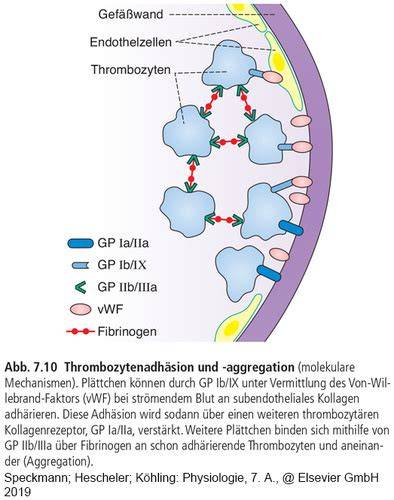 Grafik: Forschungsergebnisse zu Xylit und Thrombozytenaggregation