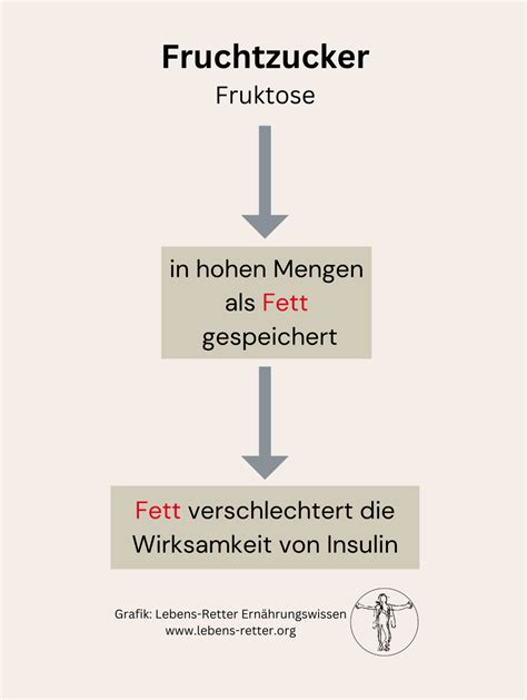 Grafik: Fruchtzucker vs. Glukoseverarbeitung in der Leber