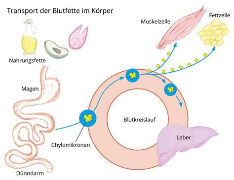 Grafik: Fruktose-Stoffwechsel im Dünndarm und Entstehung von Blähungen