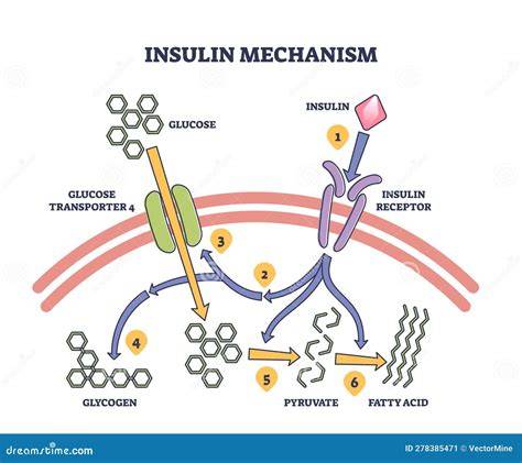 Grafik: Insulin-Tryptophan-Serotonin-Mechanismus