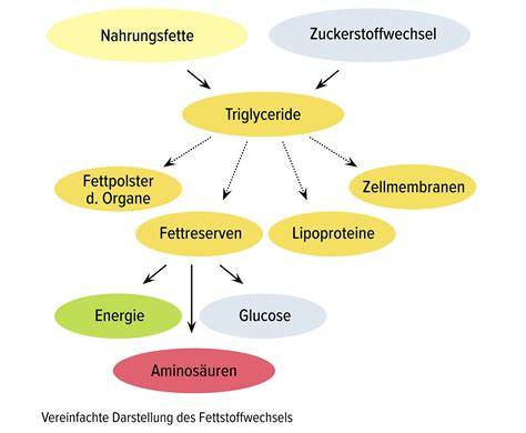 Grafik: Ketose und Stoffwechsel beim Intervallfasten