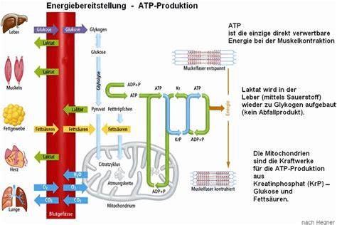 Grafik: Mitochondrien, Energiestoffwechsel und Nährstoffe (Q10, B2, B3)