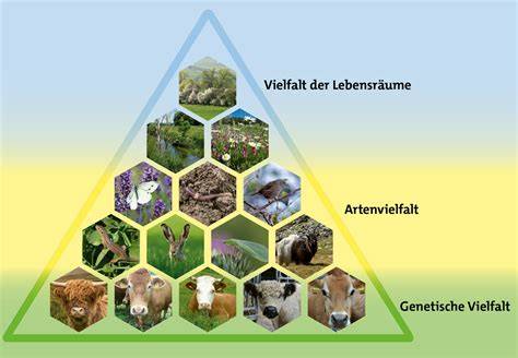 Grafik: Nachhaltige Imkerei und Artenvielfalt in Neuseeland