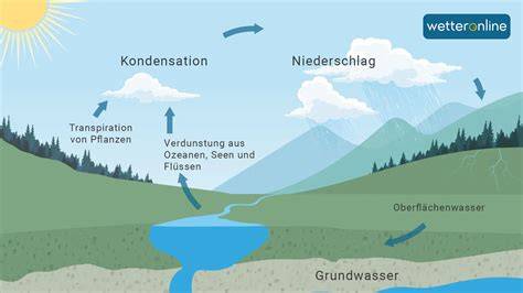 Grafik: Prozess der Wasserverdunstung im Bienenstock