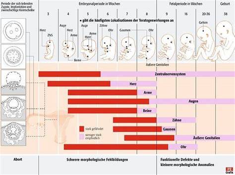 Grafik: Schematische Darstellung der 12-LOX/12-HETE-Signalbahn und Tumorwachstum