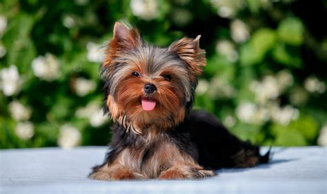 Grafik: Struktur einer seriösen Yorkshire Terrier Zucht