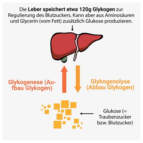 Grafik: Wege von Glucose im Körper - Speicherung als Glykogen und Umwandlung zu Fett