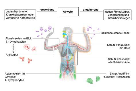 Grafik: Wirkung auf das Immunsystem und Abwehr von Viren