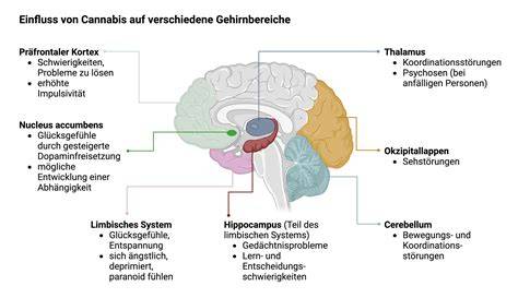 Grafik: Wirkung von Flavanolen auf Gehirndurchblutung