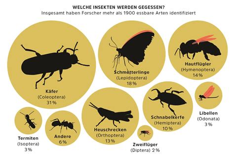 Grafik: Zulassungsstatus von Insekten als Novel Food in der EU