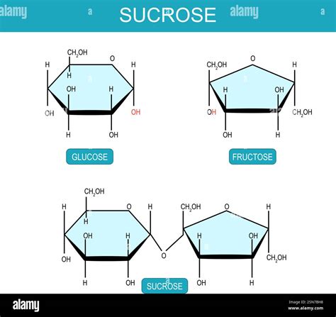 Grafik der Moleküle: Saccharose, Glucose, Fructose