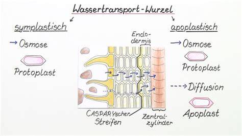 Grafik zur Wasseraufnahme bei Tulpen