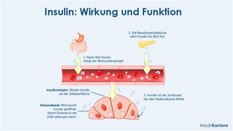 Grafik zur Wirkung von Inulin auf Darmflora und Blutzucker