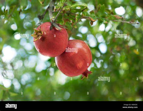 Granatapfel am Baum: reife Früchte