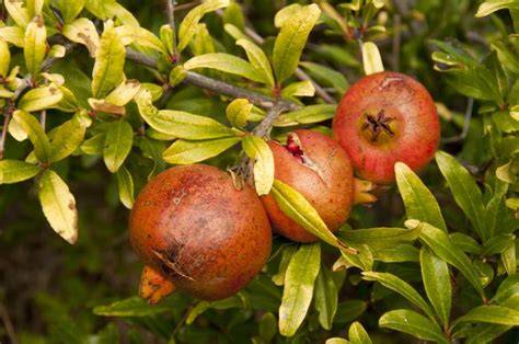 Granatapfelbaum und reife Früchte