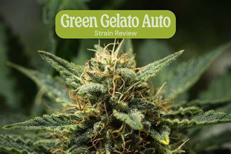 Green Gelato Auto Blütenstruktur und Trichome