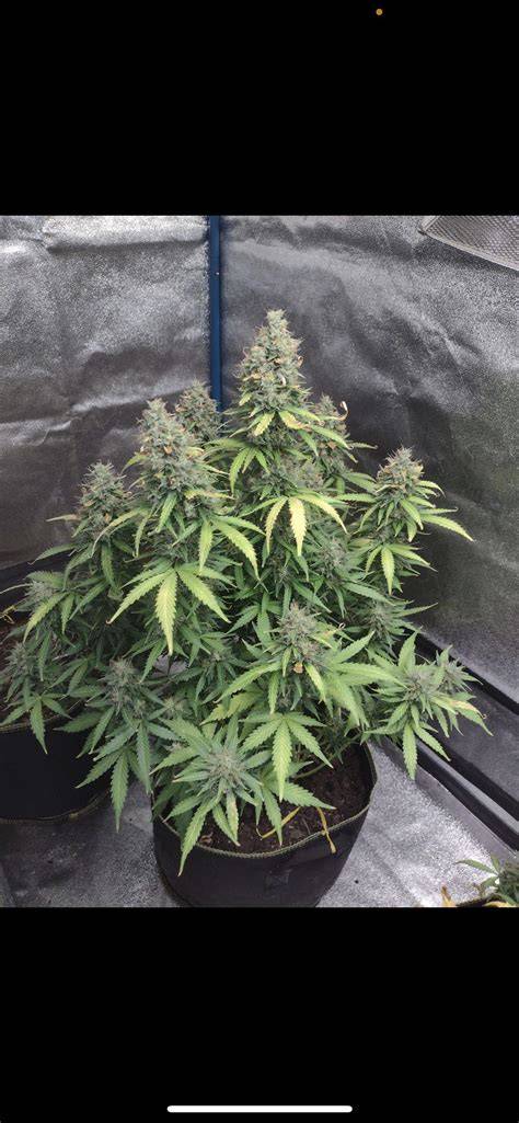 Green Gelato Auto Pflanze in der Blüte im Growzelt