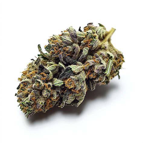 Green Gelato Cannabisblüten mit violetten Akzenten