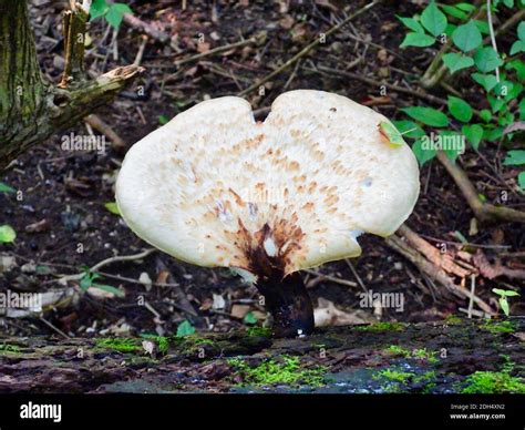 Großer weißer Trüffelfund im Wald von Motovun
