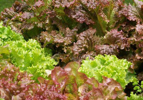 Großmutter Salat im Garten