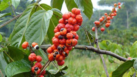 Guarana-Pflanze und Guarana-Samen
