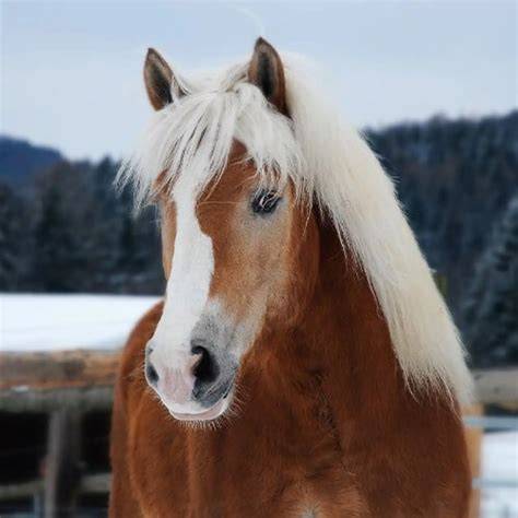 Haflinger - Rasseporträt und Einsatzbereiche