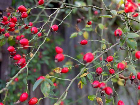 Hagebutten am Strauch - leuchtend rote Früchte im Herbst