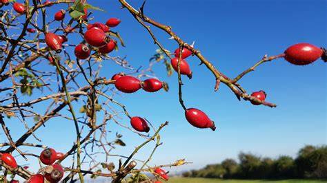 Hagebutten am Strauch im Herbst