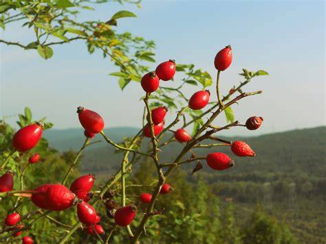 Hagebutten sammeln in der Natur