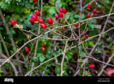 Hagebutten verschiedener Rosenarten