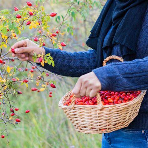 Hagebutten-Ernte - Sammeln in Parks und Waldrändern