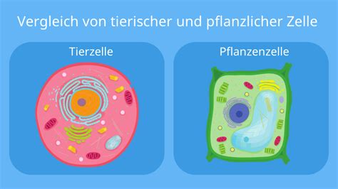 Hagelzucker-Kristalle und Perlzucker im Vergleich