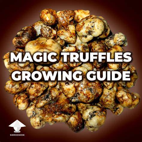 Haltbarkeit und Lagerzeiten Magic Truffles