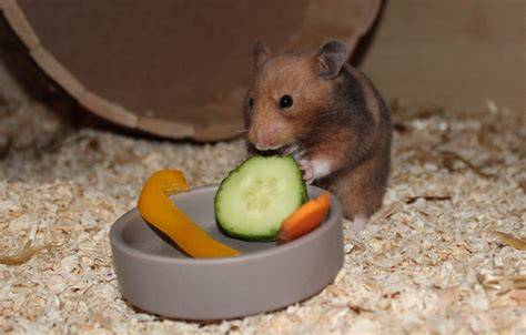 Hamster vor verschiedenen Futterschalen mit Honig, Gemüse, Körnern und Obst
