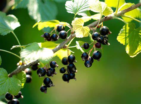 Handverlesene schwarze Johannisbeeren und reife Stachelbeeren im Garten