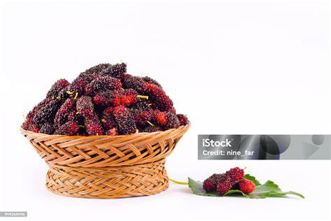 Handvoll frisch geerntete Maulbeeren auf Tuch ausgebreitet