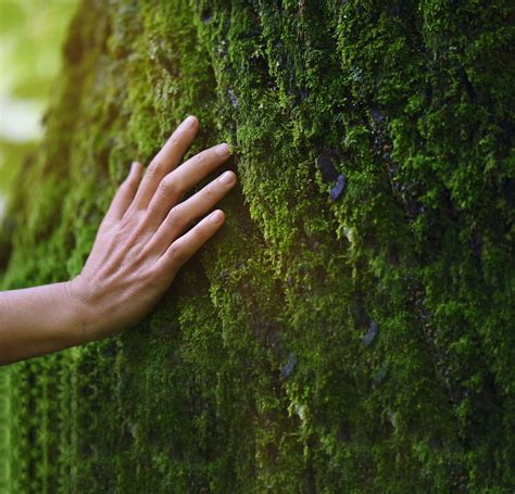 Handwerkliche Schinkenherstellung im Einklang mit Natur und Tradition