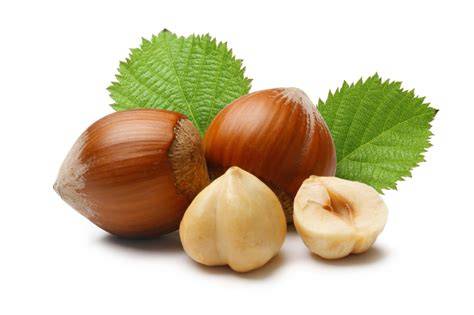 Haselnussknospen und reife Haselnüsse
