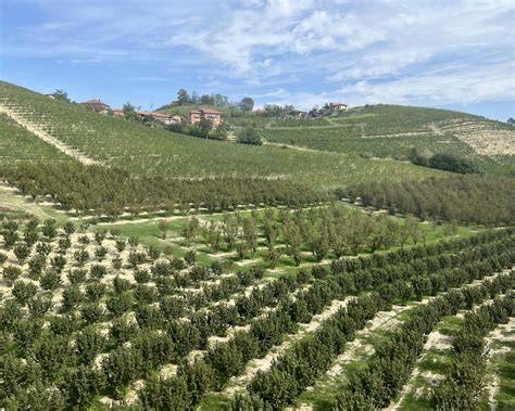 Haselnussplantagen im Piemont, Italien