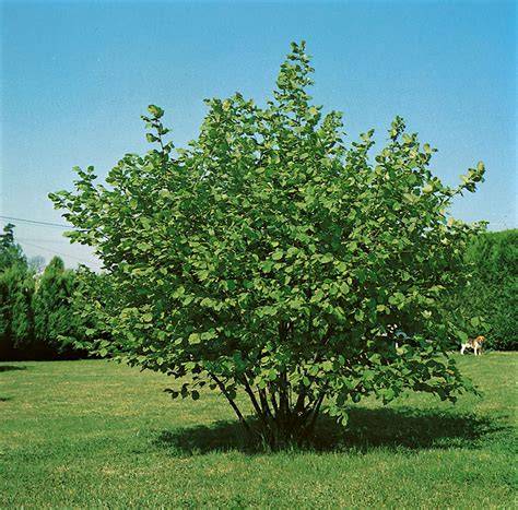 Haselnussstrauch in Trüffelplantage