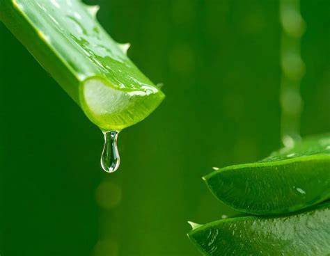 Hautpflege mit Aloe Vera Saft