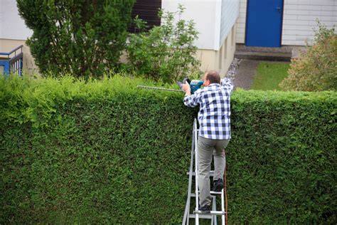 Hecke schneiden mit Schnur und Heckenschere