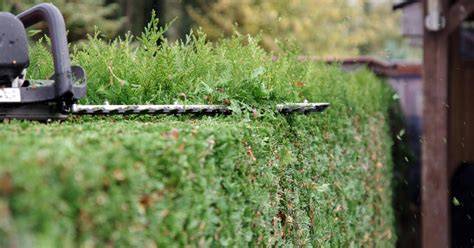 Heckenschneiden im Garten mit verschiedenen Werkzeugen