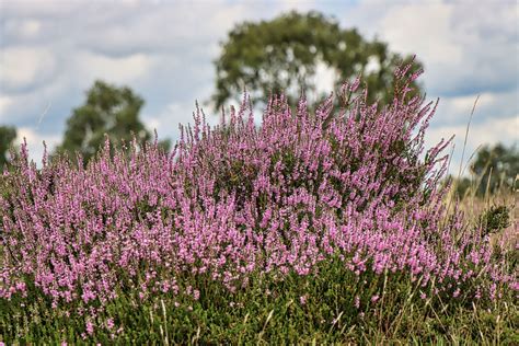 Heideblüte und Honigwabe