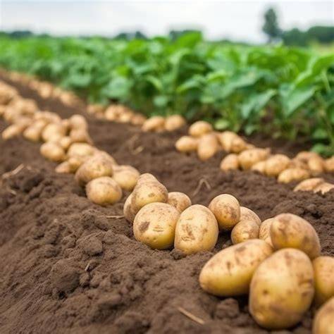 Heidekartoffeln auf dem Feld