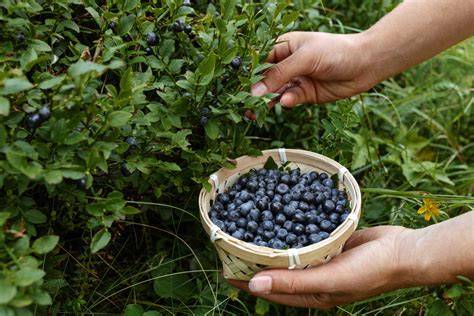 Heidelbeeren pflücken auf einer Plantage