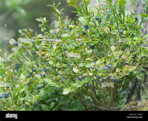 Heidelbeeren reif am Strauch im Sommer