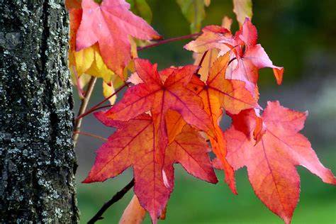 Herbstfärbung und Blattdimorphie des Lebkuchenbaums