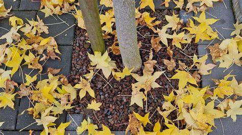 Herbstlaub und Blätterstruktur des Schwarzen Zucker-Ahorns